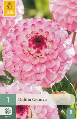 Dahlie Genova kaufen, clicken für mehr Details Dahlie Genova