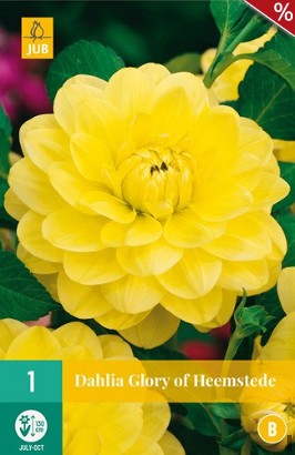 Dahlie Glory of Heemstede