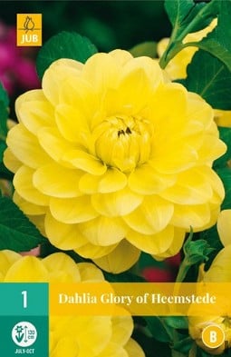 Dahlie Glory of Heemstede kaufen, clicken für mehr Details Dahlie Glory of Heemstede