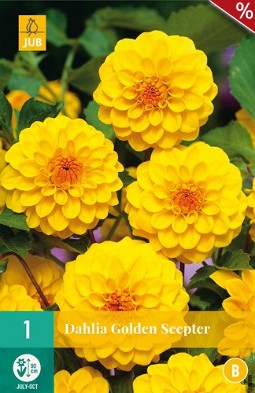 Dahlie Golden Scepter