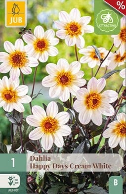 Dahlie Happy Days Cream White kaufen, clicken für mehr Details Dahlie Happy Days Cream White