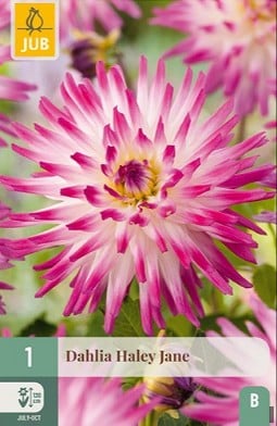 Dahlie Hayley Jane kaufen, clicken für mehr Details Dahlie Hayley Jane