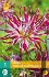 Dahlie Hollyhill Spiderwoman kaufen