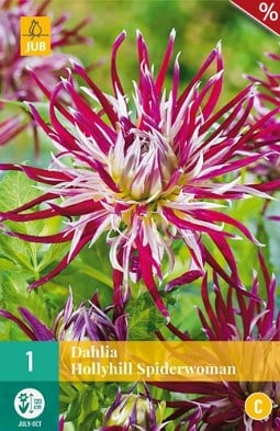 Dahlie Hollyhill Spiderwoman kaufen, clicken für mehr Details Dahlie Hollyhill Spiderwoman