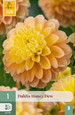 Dahlie Honey Dew