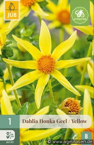 Dahlie Honka Gelb