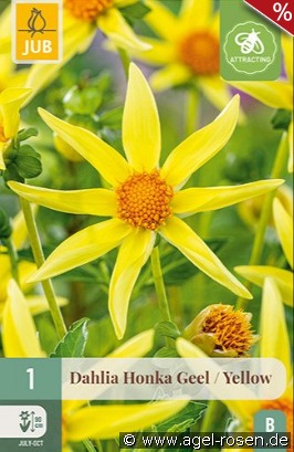 Dahlie Honka Gelb