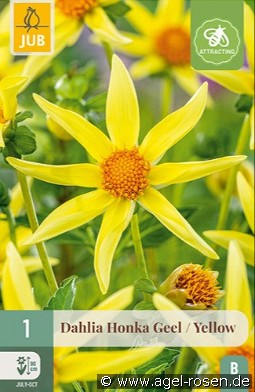 Dahlie Honka Gelb