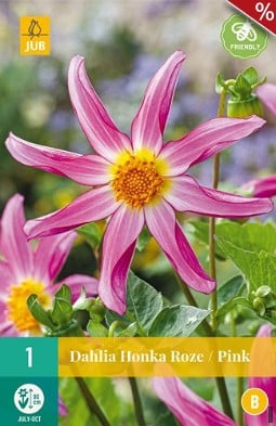Dahlie Honka Rosa kaufen, clicken für mehr Details Dahlie Honka Rosa