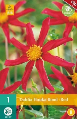 Dahlie Honka Rot kaufen, clicken für mehr Details Dahlie Honka Rot