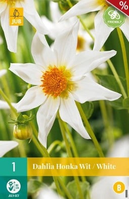 Dahlie Honka Weiß kaufen, clicken für mehr Details Dahlie Honka Weiß