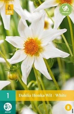 Dahlie Honka Weiß kaufen, clicken für mehr Details Dahlie Honka Weiß