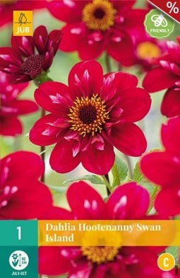 Dahlie Hootenanny Swan Island kaufen, clicken für mehr Details Dahlie Hootenanny Swan Island