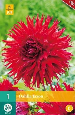 Dahlie Jaxon kaufen, clicken für mehr Details Dahlie Jaxon