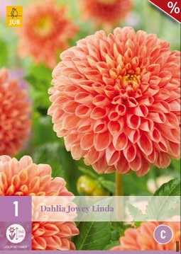 Dahlie Jowey Linda