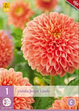 Dahlie Jowey Linda