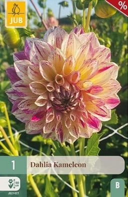 Dahlie Kameleon kaufen, clicken für mehr Details Dahlie Kameleon