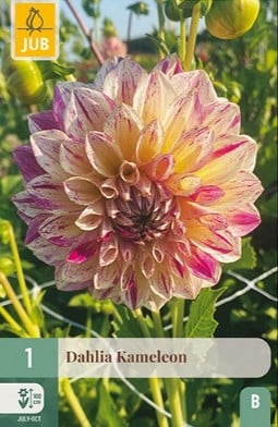 Dahlie Kameleon kaufen, clicken für mehr Details Dahlie Kameleon