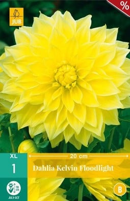 Dahlie Kelvin Floodlight kaufen, clicken für mehr Details Dahlie Kelvin Floodlight