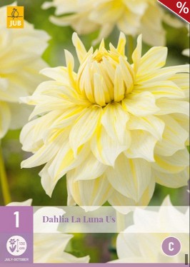 Dahlie La Luna Us