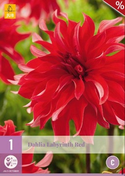 Dahlie Labyrinth Red