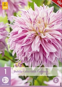 Dahlie Labyrinth Twotone kaufen, clicken für mehr Details Dahlie Labyrinth Twotone