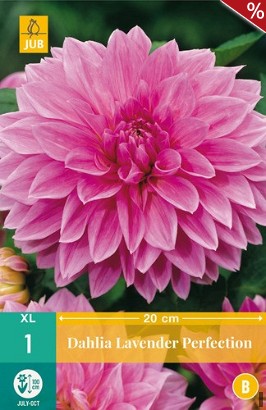 Dahlie Lavender Perfection