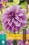Dahlie Lilac Time