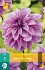 Buy Dahlie Lilac Time