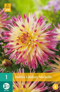 Dahlie Lindsay Michele kaufen, clicken für mehr Details Dahlie Lindsay Michele