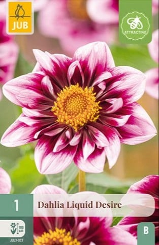 Dahlie Liquid Desire