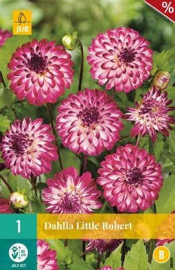 Dahlie Little Robert kaufen, clicken für mehr Details Dahlie Little Robert