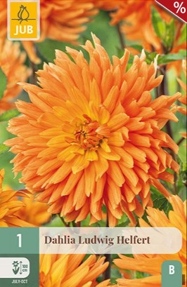 Dahlie Ludwig Helfert