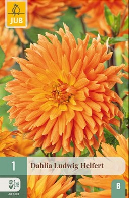 Dahlie Ludwig Helfert