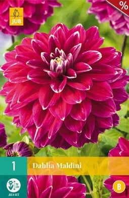 Dahlie Maldini kaufen, clicken für mehr Details Dahlie Maldini