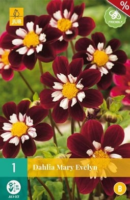 Dahlie Mary Evelyn kaufen, clicken für mehr Details Dahlie Mary Evelyn