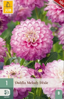 Dahlie Melody Dixie