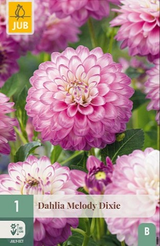Dahlie Melody Dixie