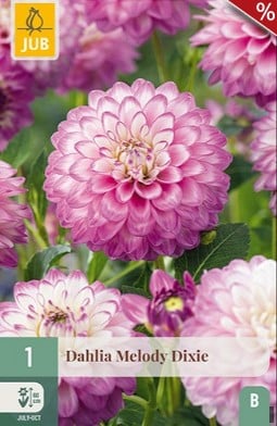 Dahlie Melody Dixie kaufen, clicken für mehr Details Dahlie Melody Dixie