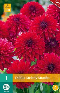 Dahlie Melody Mambo kaufen, clicken für mehr Details Dahlie Melody Mambo