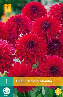 Dahlie Melody Mambo kaufen, clicken für mehr Details Dahlie Melody Mambo