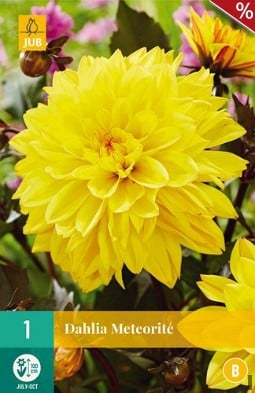 Dahlie Meteorite kaufen, clicken für mehr Details Dahlie Meteorite