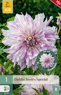 Dahlie Mom's Special
