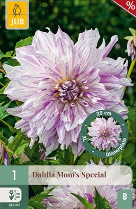 Dahlie Mom's Special