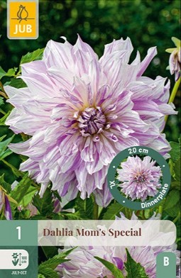 Dahlie Mom's Special