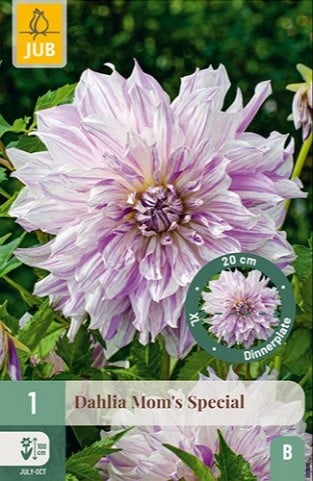 Dahlie Mom's Special