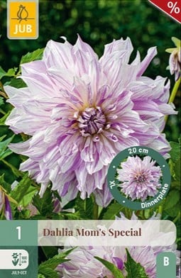 Dahlie Mom's Special kaufen, clicken für mehr Details Dahlie Mom's Special