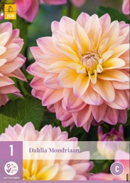 Dahlie Mondriaan kaufen, clicken für mehr Details Dahlie Mondriaan