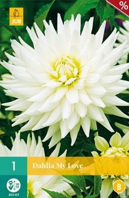 Dahlie My Love kaufen, clicken für mehr Details Dahlie My Love