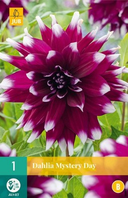 Dahlie Mystery Day kaufen, clicken für mehr Details Dahlie Mystery Day
